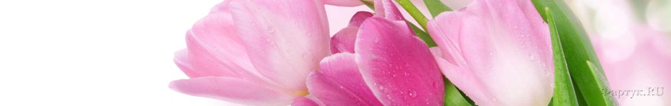 Скинали — Розовые тюльпаны на белом фоне