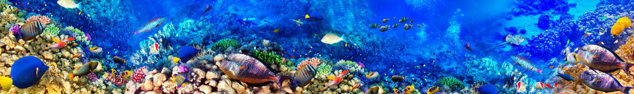 Скинали — Подводный мир кораллы и рыбки