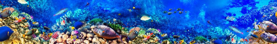Скинали — Подводный мир кораллы и рыбки
