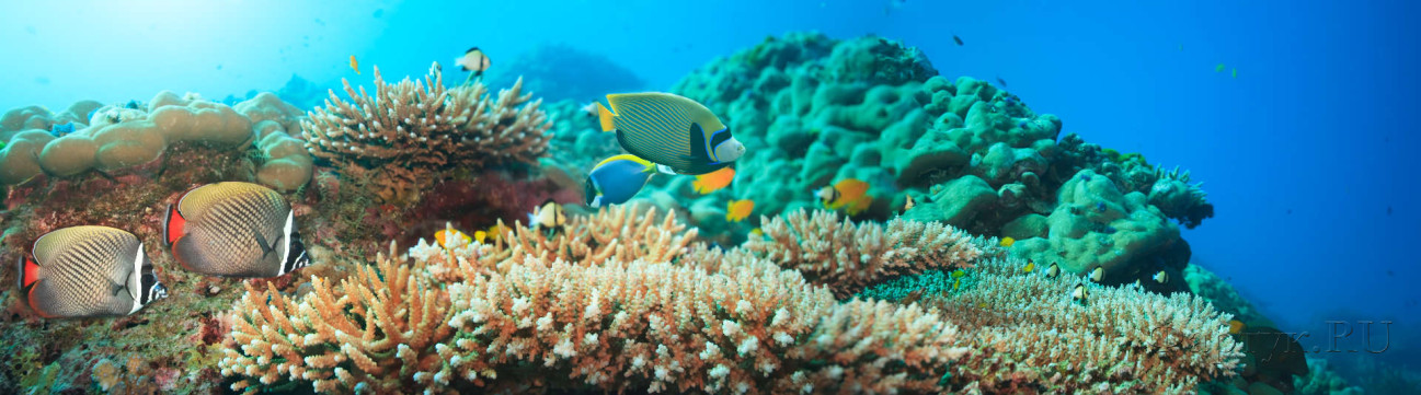Скинали — Коралловый риф: Удивительные подводные миры