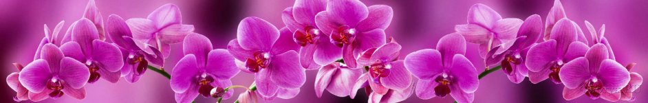 Скинали — Розовые орхидеи