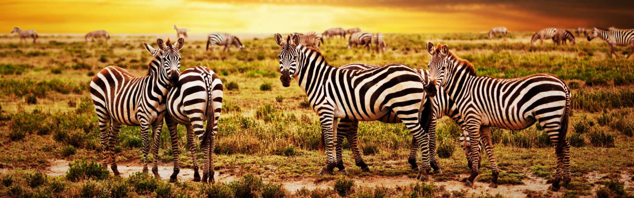 Скинали — Зебры в дикой природе