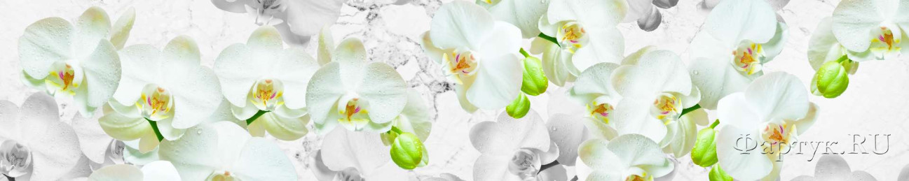 Скинали — Орхидеи белые