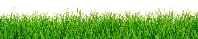 Скинали — Зеленая трава на белом фоне