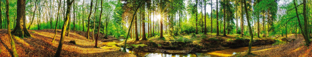 Скинали — Невероятный лесной пейзаж 