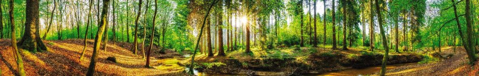 Скинали — Невероятный лесной пейзаж 
