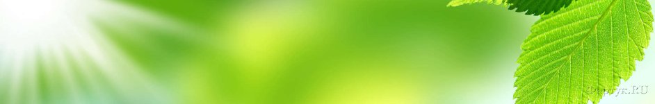 Скинали — зеленый листок в лучах света