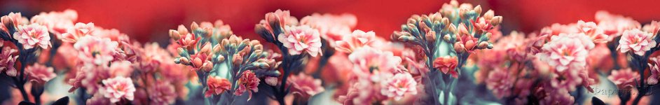 Скинали — Нежнейшие цветы 
