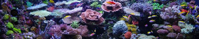 Скинали — Красоты подводного мира 