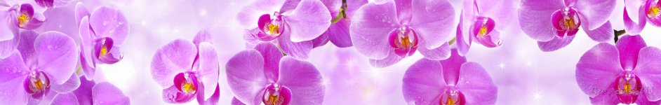 Скинали — Фиолетовые орхидеи