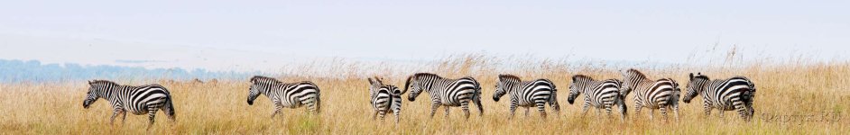 Скинали — Зебры в степи 