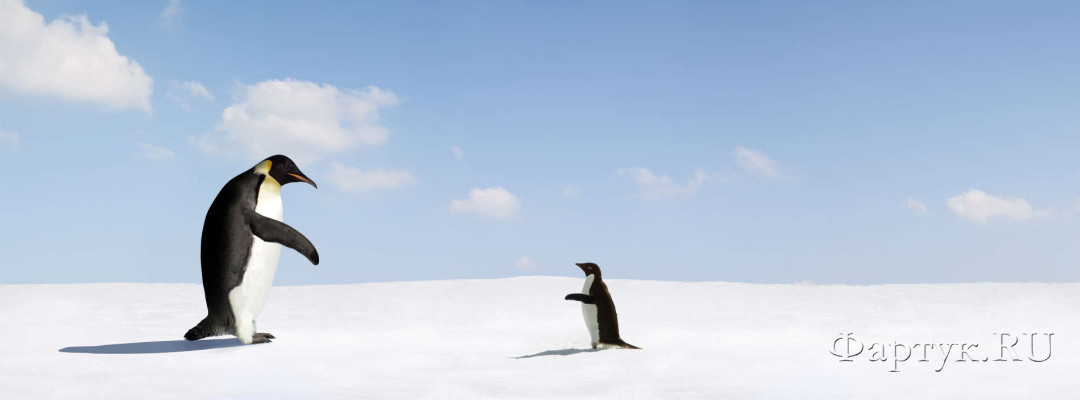 Скинали — Императорские пингвины: антарктическая редкость