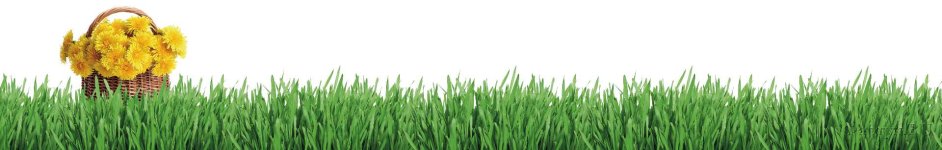 Скинали — Корзинка с одуванчиками на траве