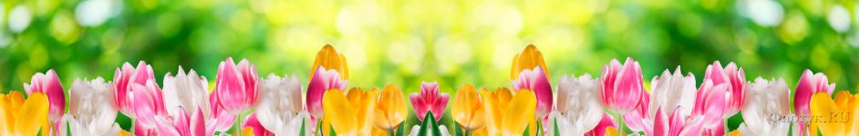 Скинали — Яркие тюльпаны