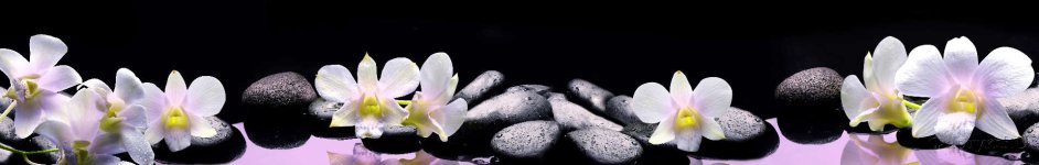 Скинали — Белые орхидеи на камнях