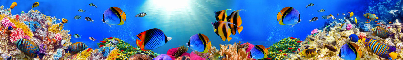 Скинали — Морское дно с рыбками