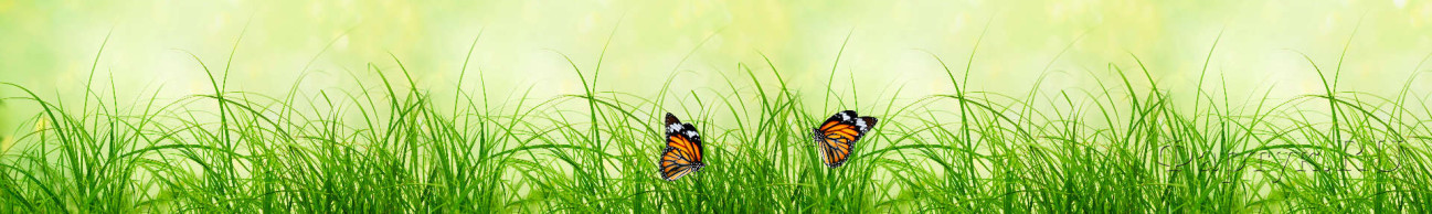 Скинали — Бабочки на траве