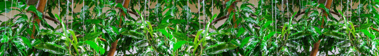 Скинали — Дождь и зеленые растения 