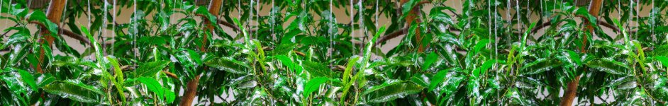 Скинали — Дождь и зеленые растения 
