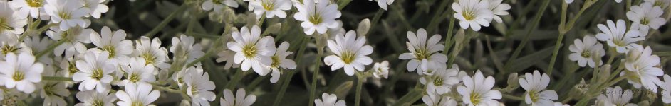 Скинали — Светлые полевые цветы