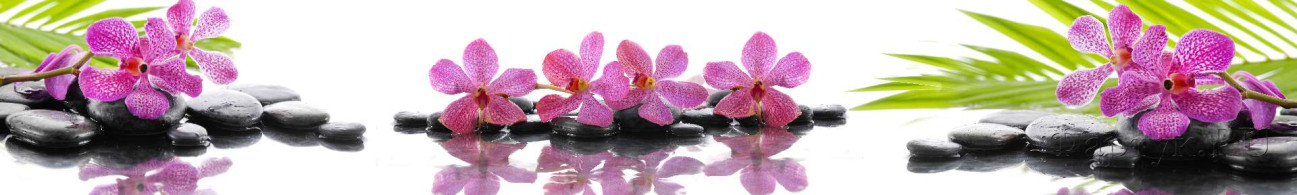Скинали — Розовые орхидеи на камнях с отражением