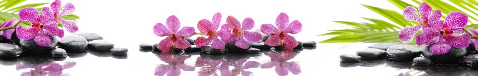 Скинали — Розовые орхидеи на камнях с отражением