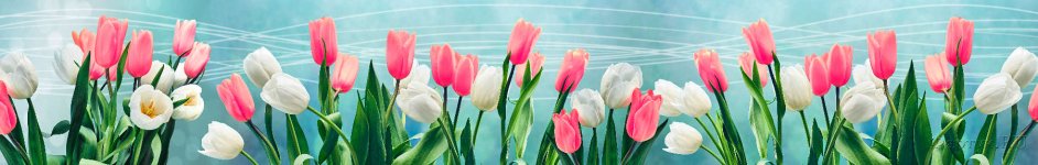 Скинали — Романтичные и нежные тюльпаны