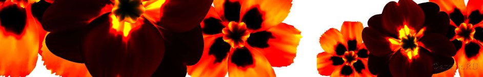 Скинали — Оранжевые цветы