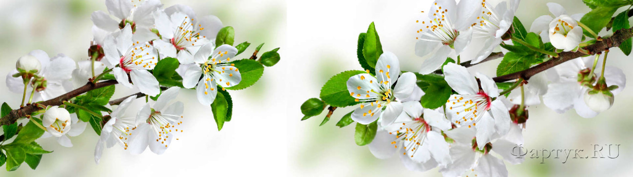 Скинали — Ветка цветущей вишни