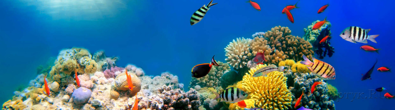 Скинали — Морское дно с кораллами и рыбками