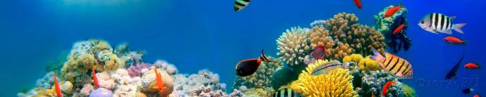 Скинали — Морское дно с кораллами и рыбками
