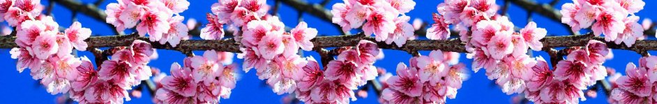 Скинали — Ветки цветущей вишни на фоне неба