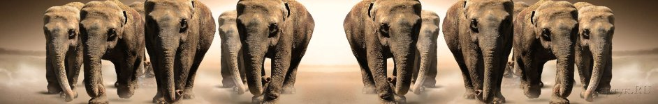 Скинали — Коричневые слоны 