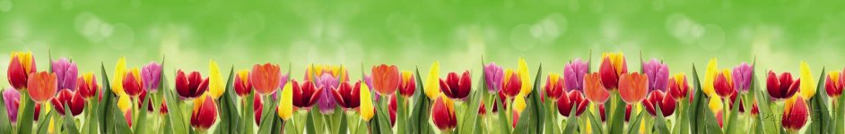 Скинали — разноцветные тюльпаны
