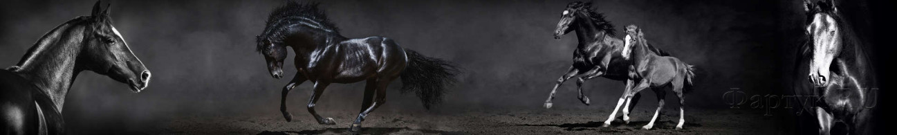 Скинали — Лошади на черном фоне