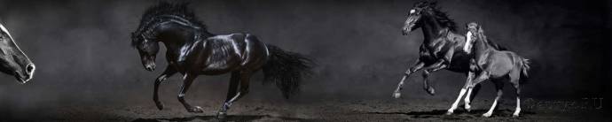 Скинали — Лошади на черном фоне