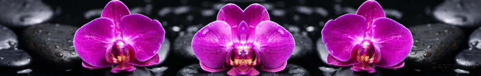 Скинали — Розовые орхидеи на черных камнях