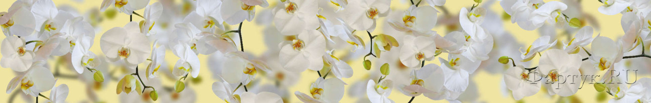 Скинали — Белые орхидеи на желтом фоне