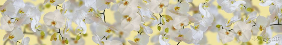 Скинали — Белые орхидеи на желтом фоне