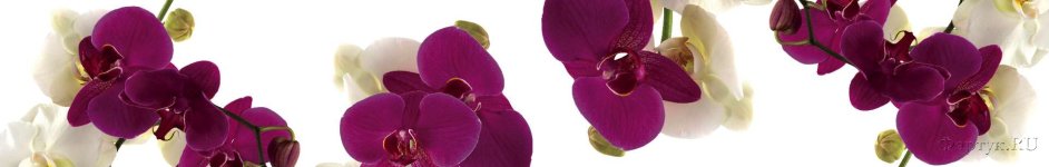 Скинали — Фиолетовые и белые орхидеи