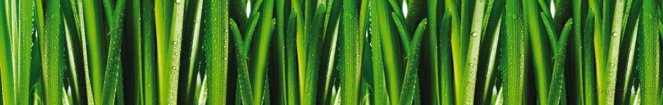 Скинали — Сочная трава