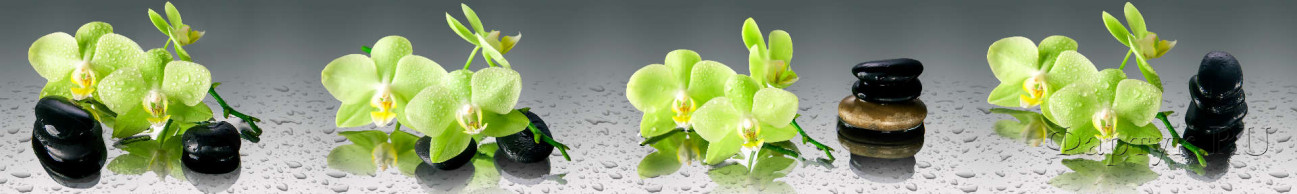 Скинали — Зеленые орхидеи на камнях