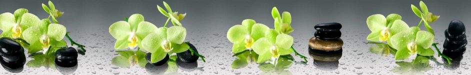 Скинали — Зеленые орхидеи на камнях