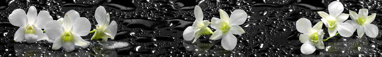 Скинали — Белые орхидеи на черном фоне с каплями воды