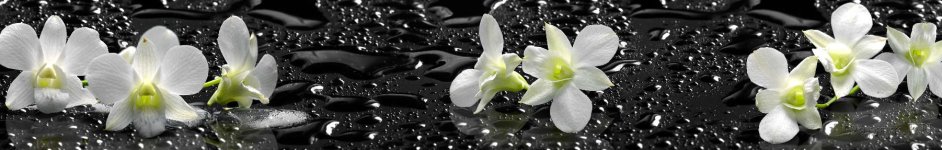 Скинали — Белые орхидеи на черном фоне с каплями воды