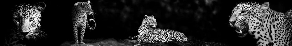 Скинали — Леопард на черном фоне