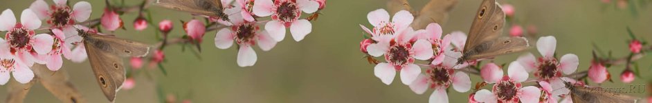 Скинали — Бабочки на цветущем дереве