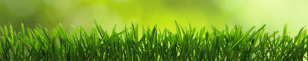 Скинали — Трава на зеленом фоне