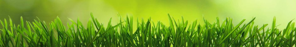 Скинали — Трава на зеленом фоне