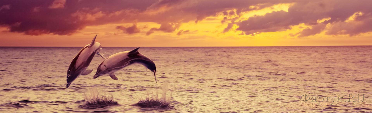 Скинали — Играющие в воде дельфины